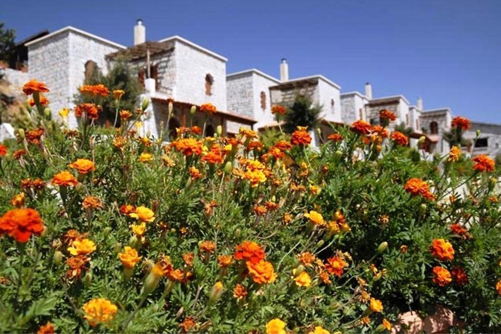 Lefkoritis Resort Askifou Sfakia Petrés Exteriör bild